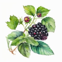 Blackberries with leaves on white background. Generative AI art.