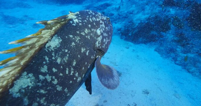 grouper underwater  footage close up ocean fish portrait scenery Epinephelus marginatus with remora 