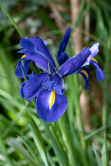 un iris de Hollande bleu