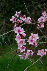 fleurs de pêcher en Bretagne