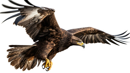 Fototapeta premium eagle, isolated, white background, generative ai