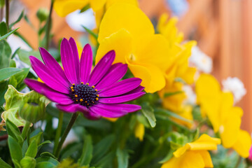 花壇の花　春イメージ