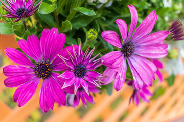 花壇の花　春イメージ