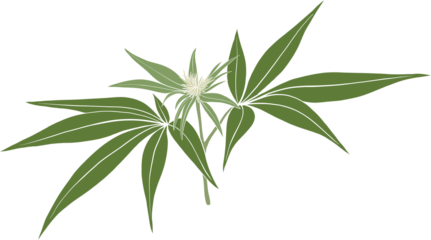 simplicity cannabis plant freehand drawing	
