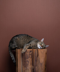 Lazy tabby cat laying on the side relaxing on wooden stool in a funny position on brown background...