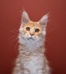 Portrait of a cute ginger Maine coon kitten with long whiskers looking at camera on red background