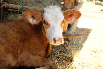 Portrait brown cows on the farm. 