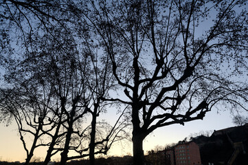 Sunset on the trees in the city - Lyon (France)