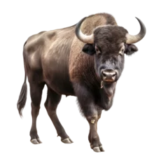 Fototapete Büffel brown buffalo stand isolated on white
