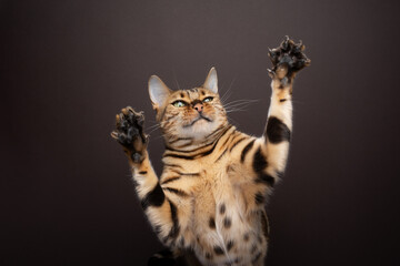 Playful Bengal cat, raising both paws with extended claws looking like a goalkeeper on brown background with copy space