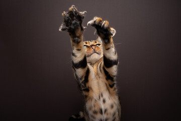 Bengal Cat playing reaching up, raising both paws with extended claws on brown background with copy...