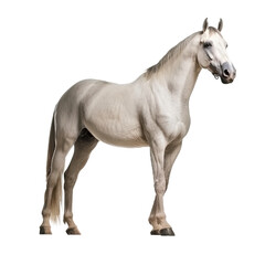Naklejka na ściany i meble white horse isolated on white