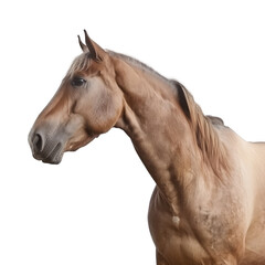 brown horse isolated on white