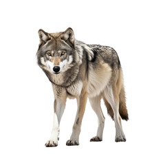 brown wolf isolated on white - obrazy, fototapety, plakaty