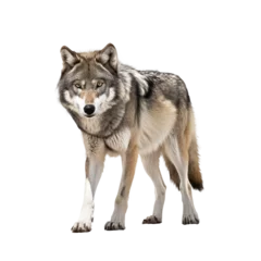 Zelfklevend Fotobehang brown wolf isolated on white © Tidarat