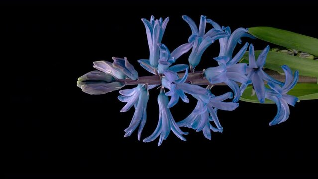 Spring flowers Hyacinth opening. Blooming of beautiful flowers on black background. Timelapse. Vertical video