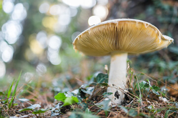 Forest brown mushroom in natural background . Copy space and empty space for advertising or text