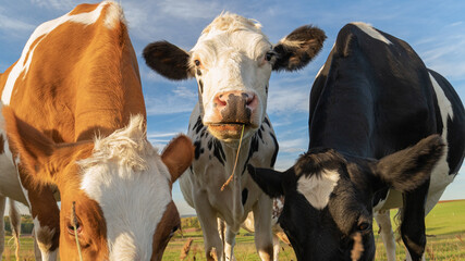 low angle close up of three cows grazing in the field