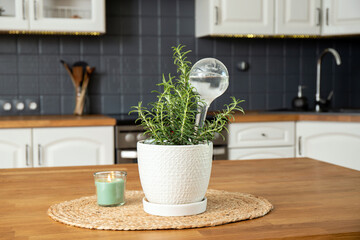 Round transparent self watering device globe inside potted rosemary herb plant soil in home kitchen interior indoors, keeps plants hydrated during vacation period.