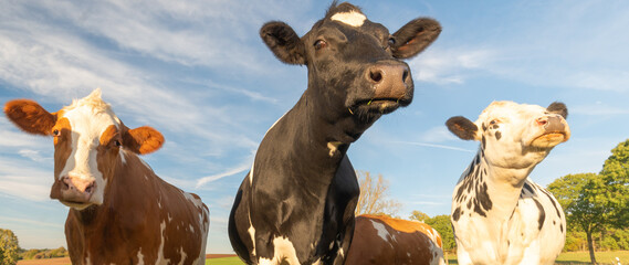 Low angle view of three cows in the field