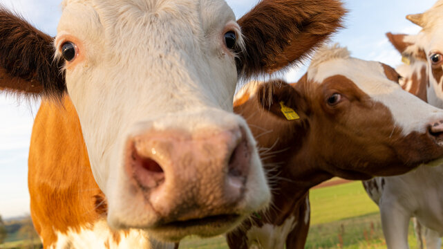 Close up of curious cows in the field