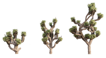 Set of  succulents bush isolated on white background, Use for visualization in graphic design	
