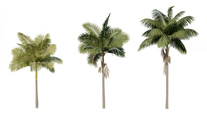Set of 3D Palm on white background, Use for visualization in graphic design