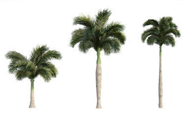 Fototapeta premium Set of 3D Palm on white background, Use for visualization in graphic design