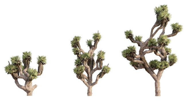 Set of  succulents bush isolated on white background, Use for visualization in graphic design	
