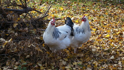 Gartenhühner