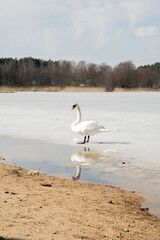 photo swan on a frozen lake