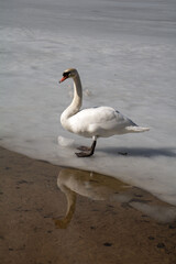 photo of a white swan walking on a frozen lake