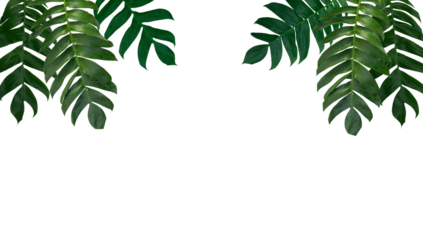 Monstera pinnatipartita leaves (Siam Monstera) large green leaves that hollow veins. On rainy season at garden. PNG File, On white background, isolated, panorama. Thailand.
