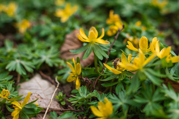 Yellow winter aconite flowers in early spring with bees
