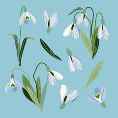 Snowdrop flowers set. Spring wildflower.  Blossom plant. Snowdrop flower art. Vector drawing of snowdrops. Snowdrops for decoration and design.