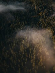 Vertical shot of forests with pine trees on a foggy day in Mariazell city, Austria
