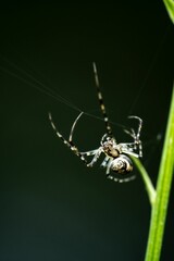Vertical macro shot of a yellow garden spider on a green grass blade