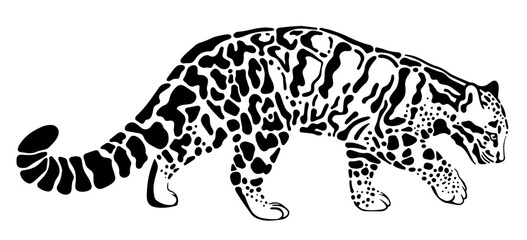 Clouded leopard vector illustration isolated on white