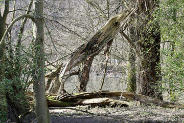 old tree at the river