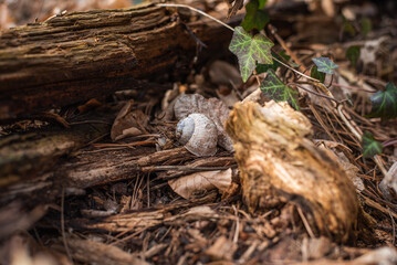 Cracked snail shell in the woods