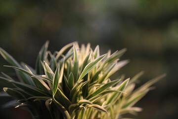 Naklejka na ściany i meble Chlorophytum comosum small Spider plant macro closeup