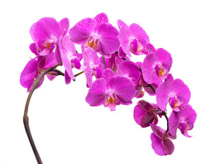 Plakat A branch of a blooming lilac orchid with dew drops on a white background. Isolate on white background