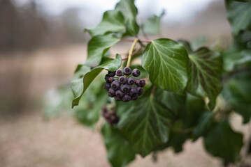 Dark purple Ivy berries on a vine