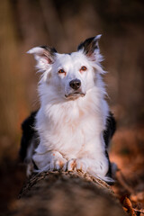 Hund, Border Collie sitzt auf einem Baumstamm im Wald