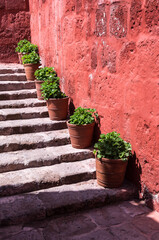 Fototapeta na wymiar Pot plants on a staircase at the monastery of Santa Catalina in Arequipa, Peru