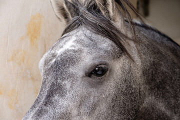Closeup of Arab horse in Doha, Qatar