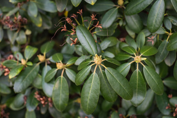 Rhododendron leaves and buds in spring