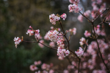 Pink viburnum flowers closeup