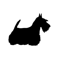 Scotch terrier  Silhouette Dog - obrazy, fototapety, plakaty