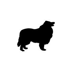 collie